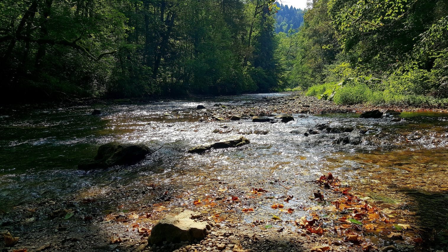 Die Wutachschlucht - Ein attraktives Ausflugsziel für Wanderer